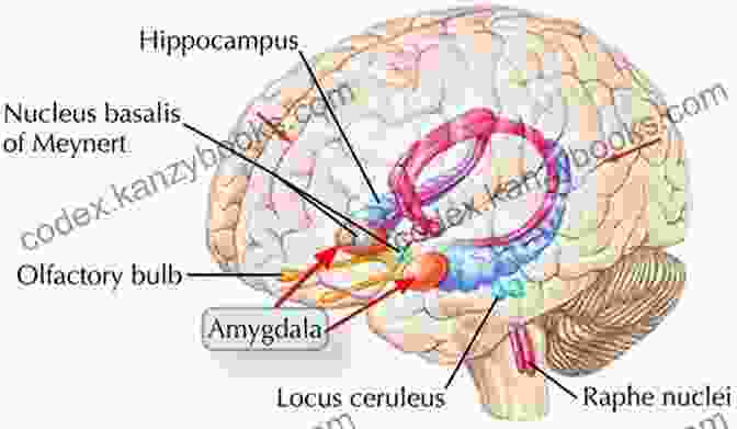 A Brain Scan Displaying Increased Activity In Regions Associated With Emotions, Such As The Amygdala And Hippocampus Principles Of Biopsychology (Principles Of Psychology)