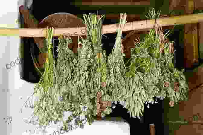 A Close Up Of A Person Drying Herbs THE COMPLETE GUIDE FOR FOOD PRESERVATION: Basic And Simple Ways Of Preserving And Storing Foods In Our Homes