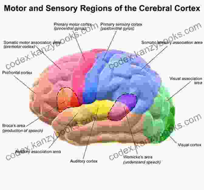 A Colorful Brain Scan, Representing The Interconnectedness Of Brain Regions Involved In Various Psychological Processes Principles Of Biopsychology (Principles Of Psychology)