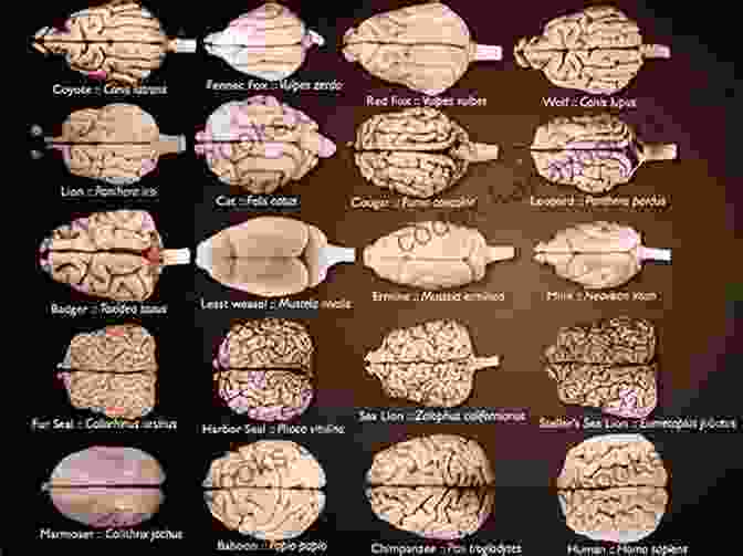 A Comparison Of Brain Structures Across Different Species, Highlighting The Similarities And Differences In Brain Organization Principles Of Biopsychology (Principles Of Psychology)