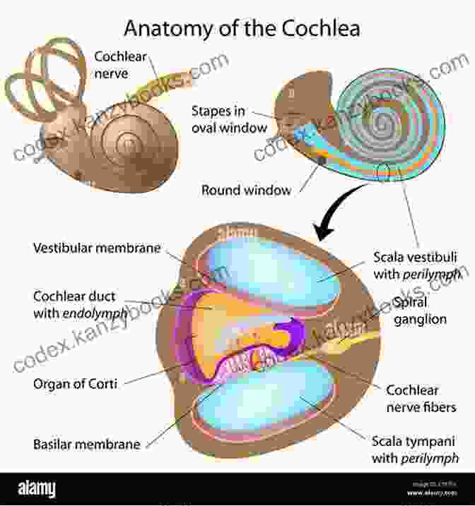 Anatomy Of The Cochlea Anatomy Of The Ear E Chart: Quick Reference Guide