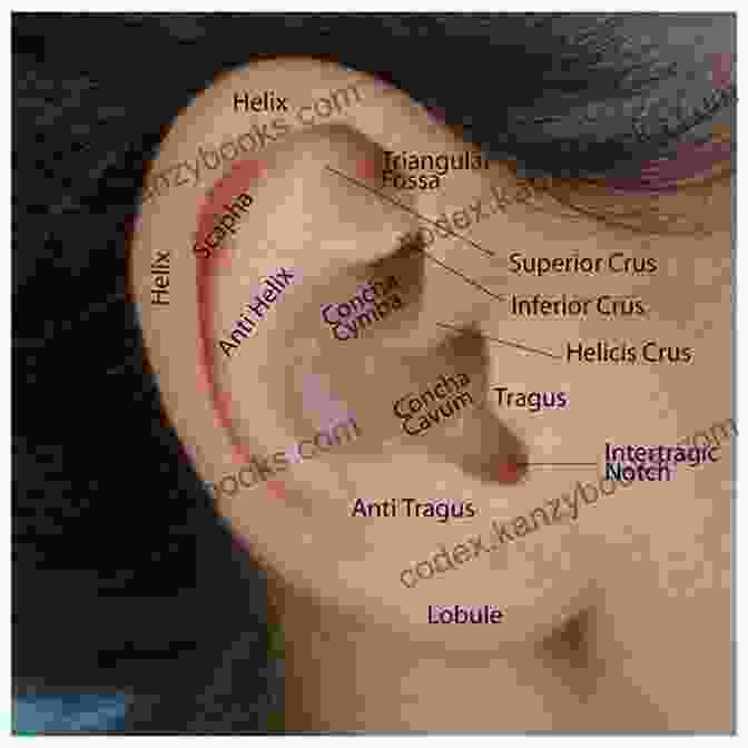 Anatomy Of The External Ear Anatomy Of The Ear E Chart: Quick Reference Guide