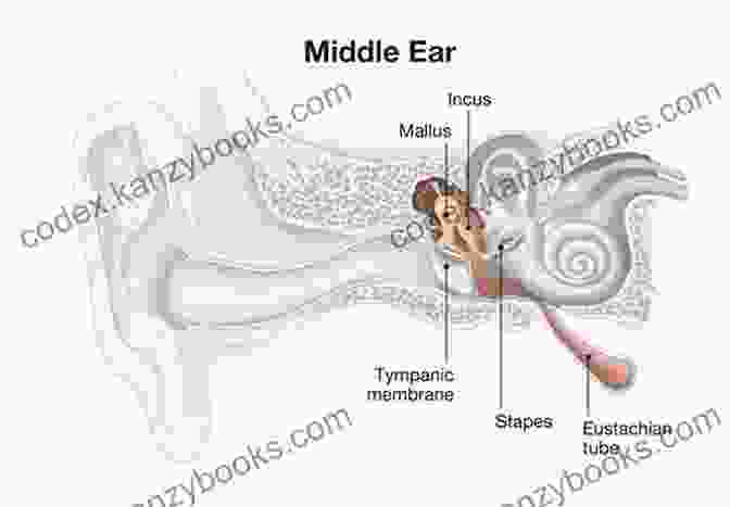 Anatomy Of The Middle Ear Anatomy Of The Ear E Chart: Quick Reference Guide