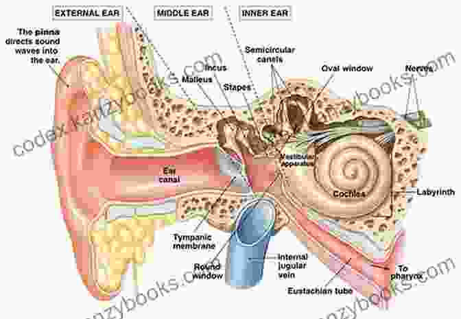 Anatomy Of The Vestibular System Anatomy Of The Ear E Chart: Quick Reference Guide