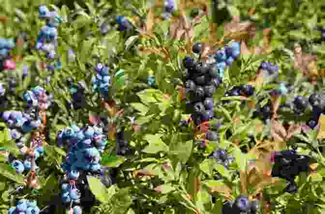 Blueberries: Nature's Antioxidant Superstar Fight ADHD With FOOD: TOP 10 Foods To Prevent Or Treat ADHD Cancer Type 2 Diabetes Heart Or Cardiovascular Diseases Alzheimer S Asthma Arthritis Fibrosis (Top 10 Foods To Fight Diseases)