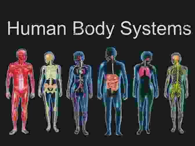 Image Of A Human Body, Highlighting The Intricate Network Of Organs And Systems That Sustain Life Pocket Genius: Science: Facts At Your Fingertips