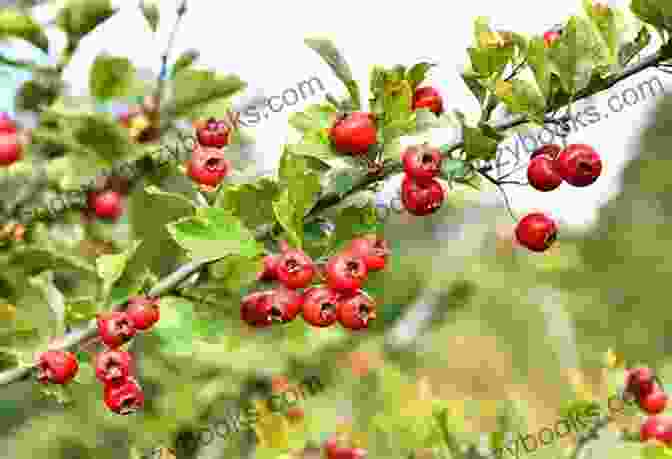 Image Of Hawthorn Berries On A Branch Healthy Heart: Strengthen Your Cardiovascular System Naturally (Medicinal Herb Guide )