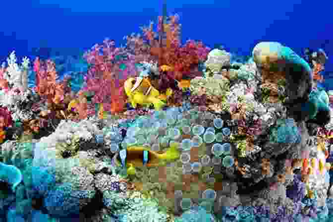 Image Of Vibrant Coral Reefs Teeming With Diverse Marine Life, Highlighting The Richness Of Biodiversity Pocket Genius: Science: Facts At Your Fingertips