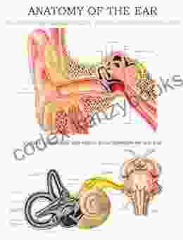 Anatomy of the ear e chart: Quick reference guide